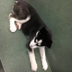 Meet your Posher, Karlee